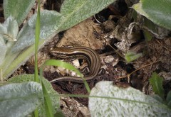 Oligosoma polychroma