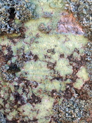 Lecanora expallens