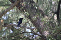 Molothrus aeneus