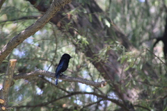 Molothrus aeneus