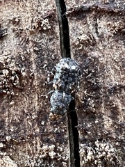 Goniocloeus bimaculatus