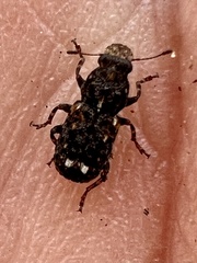 Goniocloeus bimaculatus