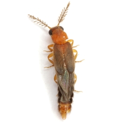 Distremocephalus opaculus