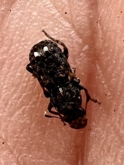 Goniocloeus bimaculatus
