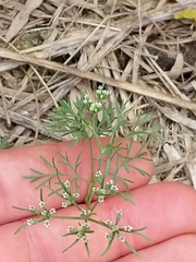 Ammoselinum