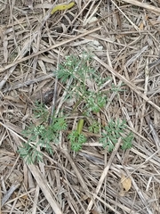 Ammoselinum