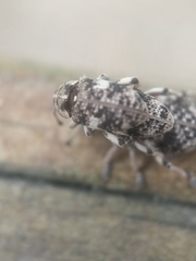 Colecerus marmoratus
