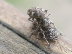 Colecerus marmoratus