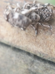 Colecerus marmoratus