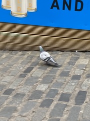 Columba livia domestica