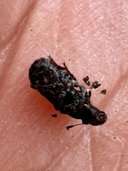 Goniocloeus bimaculatus
