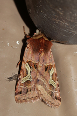 Cerastis enigmatica