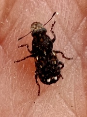 Goniocloeus bimaculatus