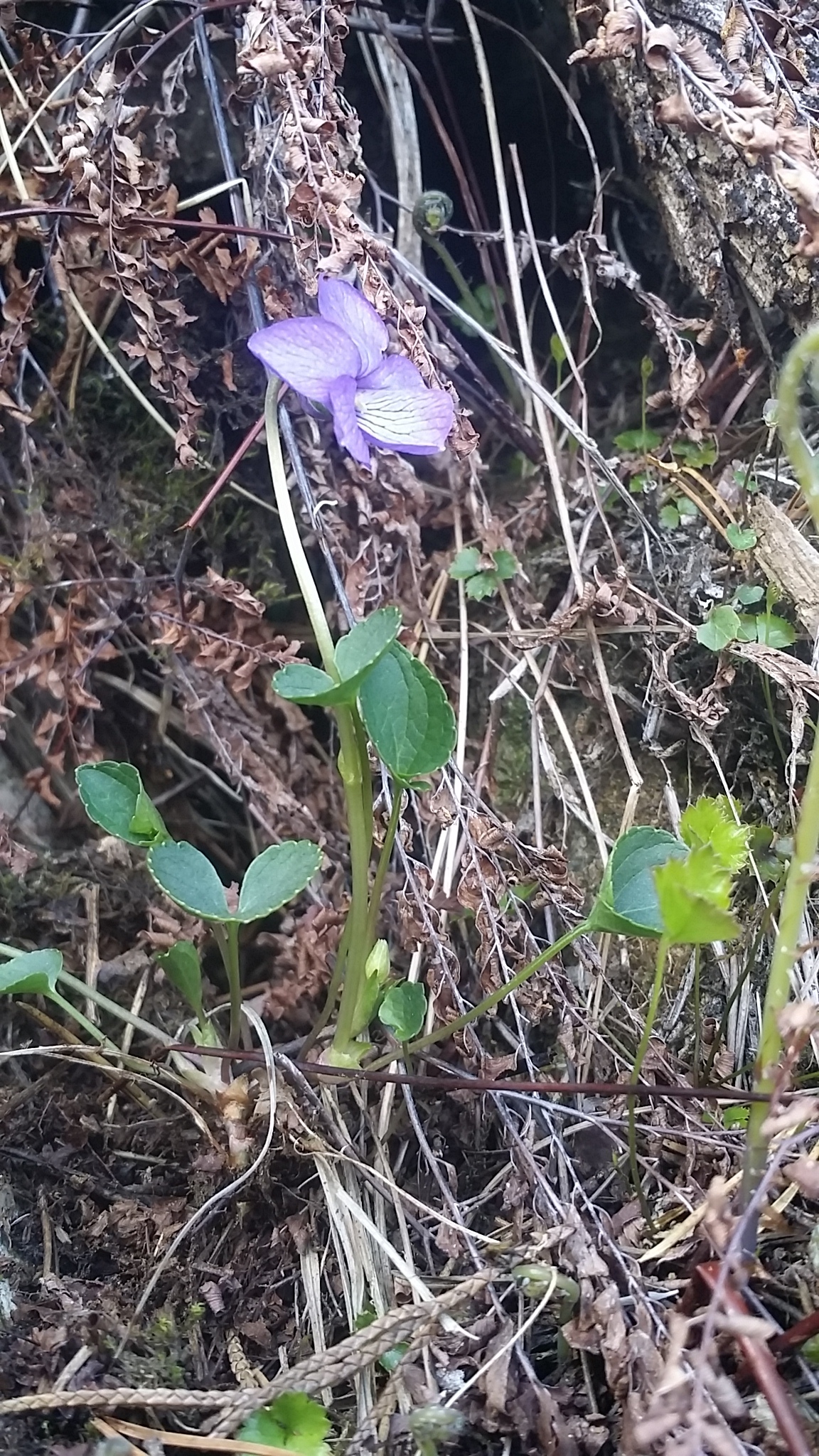 alaska violet (Viola langsdorffii) · iNaturalist