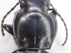 Pterostichus isabellae
