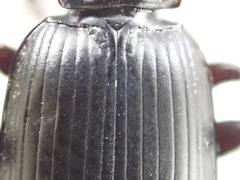 Pterostichus isabellae