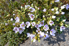 Veronica hookeriana