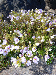 Veronica hookeriana