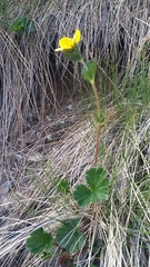 Geum calthifolium