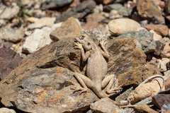 Pseudotrapelus aqabensis