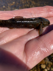 Gobiomorphus huttoni