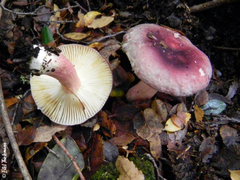 Russula nothofaginea