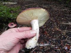 Russula nothofaginea