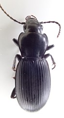 Pterostichus isabellae