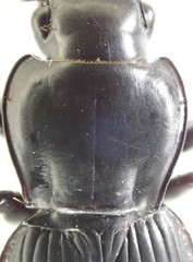 Pterostichus isabellae