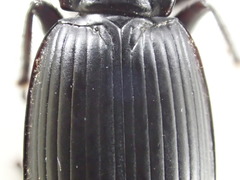 Pterostichus isabellae