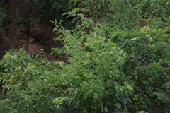 Helinus integrifolius