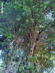 Saxegothaea conspicua