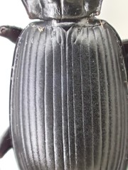 Pterostichus isabellae