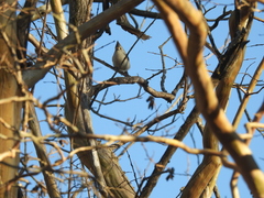 Baeolophus atricristatus