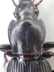 Pterostichus illustris