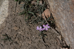 Phlox austromontana