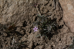 Phlox austromontana
