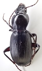 Pterostichus illustris