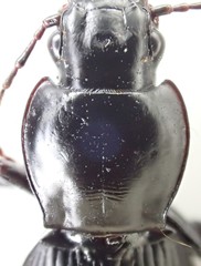 Pterostichus illustris