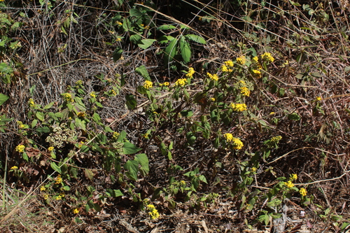 Image of Calea urticifolia by (c) Zazil Dellamary, some rights reserved (CC BY)