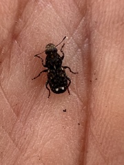 Goniocloeus bimaculatus
