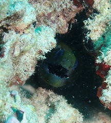 Gymnothorax undulatus