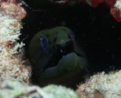 Gymnothorax undulatus