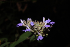 Salvia thyrsiflora
