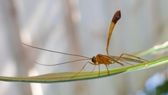 Enicospilus cubensis