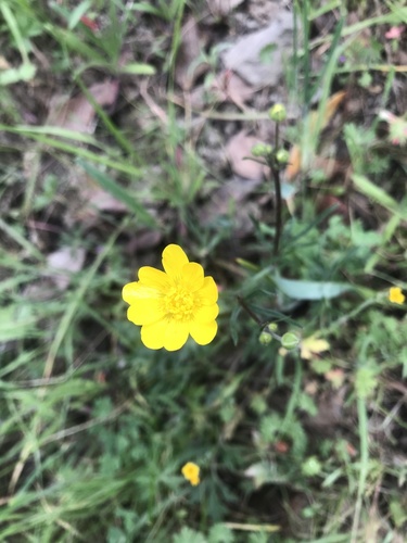 iNaturalist observation photo of California buttercup