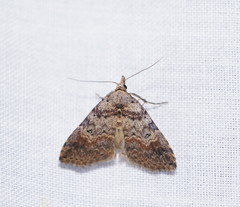 Alapadna pauropis