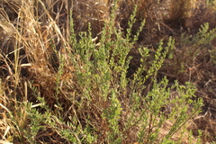 Baccharis pteronioides