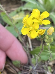 Paysonia lescurii