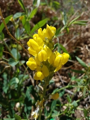 Thermopsis